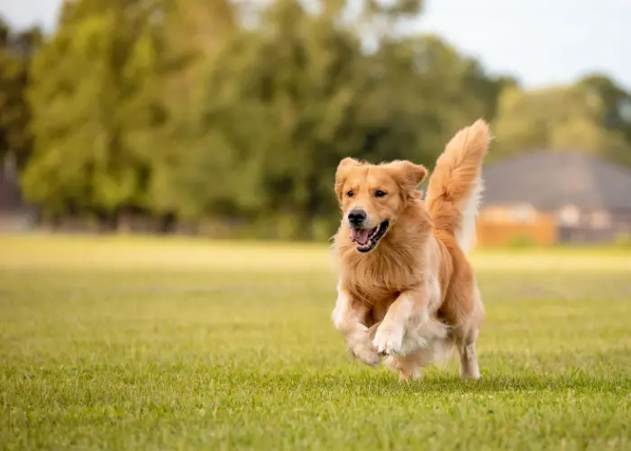 Golden retriever running in an open space
